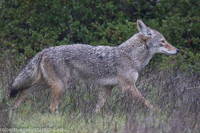 jasper ridge - coyote